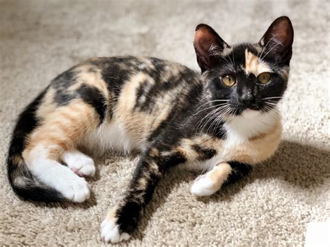 Are calico cats expensive. Things To Know About Are calico cats expensive. 